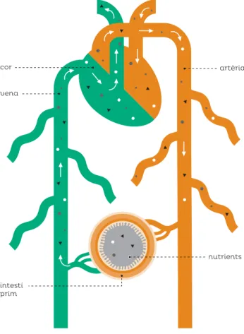 Figura 6. La connexió entre l’aparell  digestiu i el sistema circulatori és als  intestins