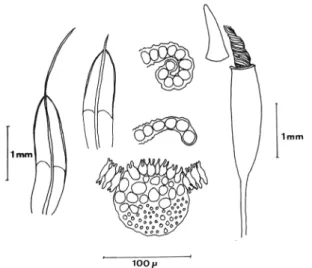 Fig.  2.  Tortilla  muralis  var.  barloo  var. nova.