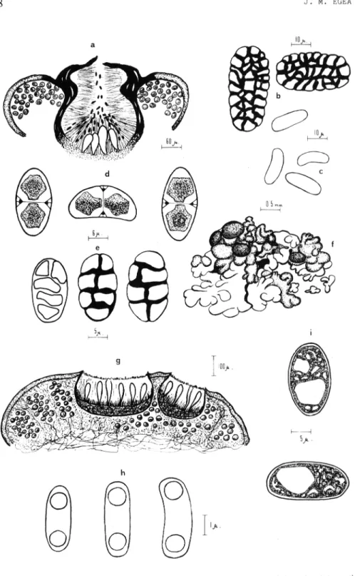 Figura 1.- a-c) Staurothele clopima, a: peritecio, b: esporas, c: gonidios himeniales