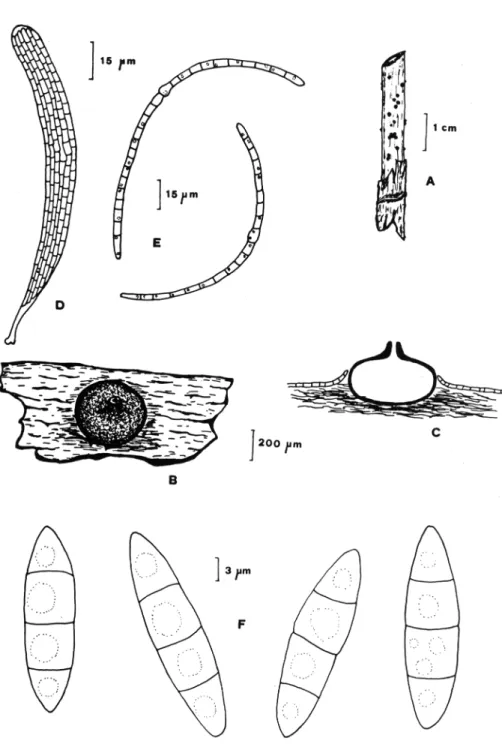 Figura  3.- Ophiobolus erythrosporus:  A.  aspecto general de los  pseudotecios sobre el sustra- sustra-to, B