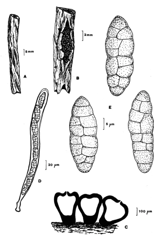 Figura 4.- Cucurbitaria elongata: A-B.  aspecto general de los  estromas  sobre el sustrato, C