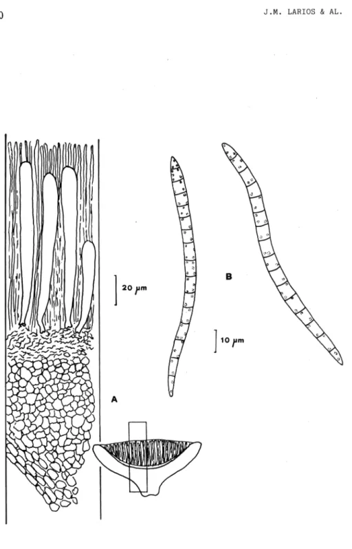 Figura  5.— Ascocalyx asiaticus.  A.  detalle de un corte transversal de un apotecio,  B