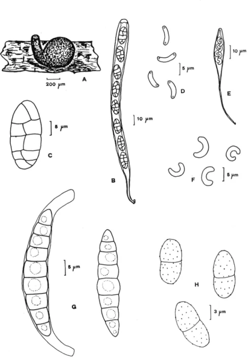 Figura  1.— Rhamphoria obliqua:  A.  peritecio, B. asco con  asabporas, C.  ascósporas