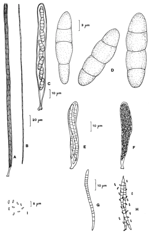 Figura  2.- Lophium mytilinum:  A.  asco con ascósporas, B. ascósporas. Mytilidion tortile: