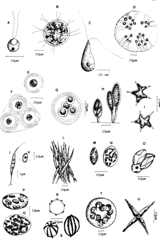 Figura 5.- A, Chlamydomonas microsphaerella; B, Pandorina morum; C, Polytoma angustum; D, Tetraspora lemmermannii; E- A , Chlamydocapsa planctonica  (distintos estadios); H, Chlorangiella pygmaea; I, Tetraedron caudatum; J-K, Korshikoviella gracilipes (J, 