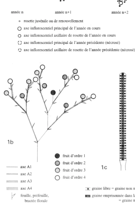Figure  1:  (a) schema de  r  evolution des rosettes de  G.  flavum,  (b)  schema de la  morphologie  d'un axe