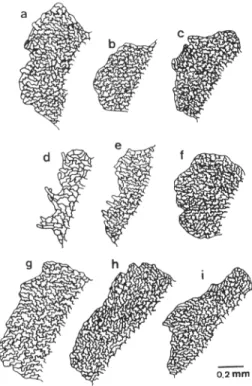Figura 5. Modelos de las células de los indusios: