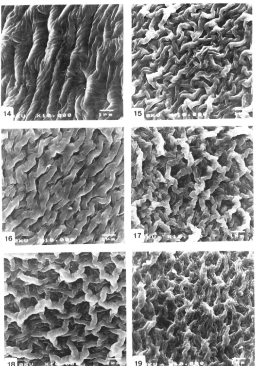 Figure 14: Structure en dépréssion plissée; fig. 14: G. scorpius subsp. intermedia. Fig