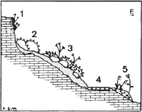 Figura 3. Esquema  de la vegetación en la vertiente este del Peñón de Gibraltar. Vegetation  scheme in the  eastern  side  of  the  Rock  of Gibraltar:  I  -Biscutello sempervirentis-lberidetum gibraltaricae;