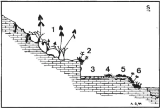 Figura  4.  Esquema de la vegetación en la vertiente sur del Peñón de Gibraltar. Vegetation scheme in the southern side of the Rock of Gibraltar: 1- Aloe arborescens DC;  2-  Limonietom emarginati;   3-Carretera;  4-  Polygono-Podea annuae  BC; 5  -Parapho