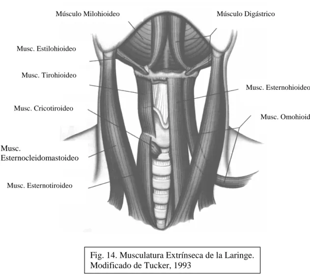 Fig. 14. Musculatura Extrínseca de la Laringe. 