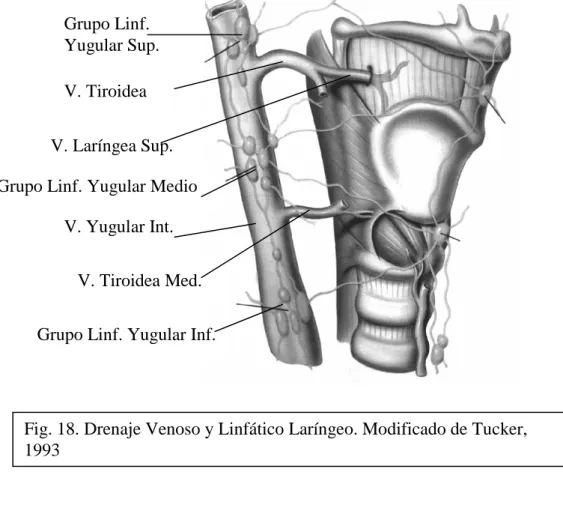 Fig. 19. Inervación Laríngea. Modificado de Tucker, 1993 