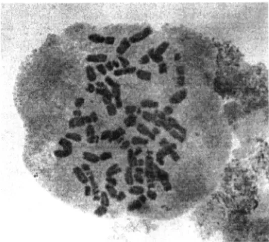 Figure  1. A. geniculata  Roth.