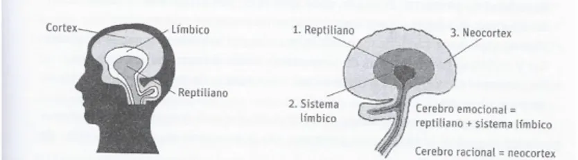 Figura  2. Localización de los cerebros: reptiliano, límbico y córtex  según el modelo Triuno (Ibarrola, 2015, p