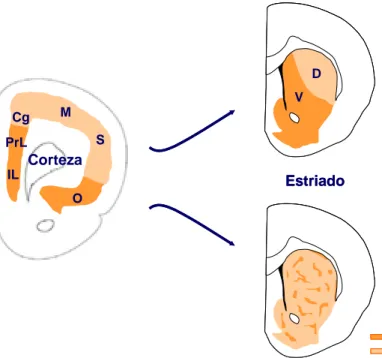 Figura 5. Esquema representativo de la organización topográfica de las conexiones corticoestriatales en  el estriado