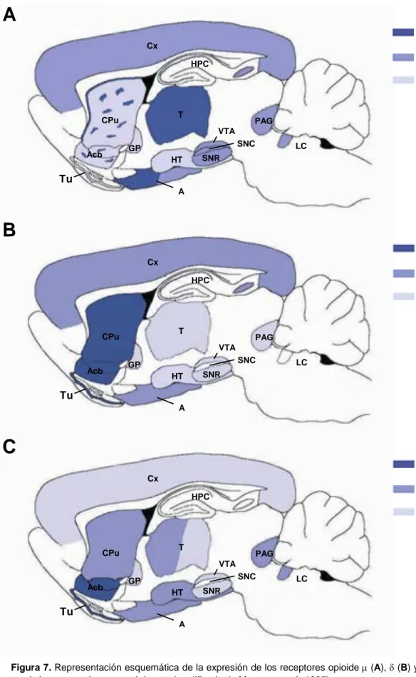 Figura 7. Representación esquemática de la expresión de los receptores opioide m (A), d (B) y k (C) en el sistema nervioso central de rata (modificado de Mansour et al., 1995).