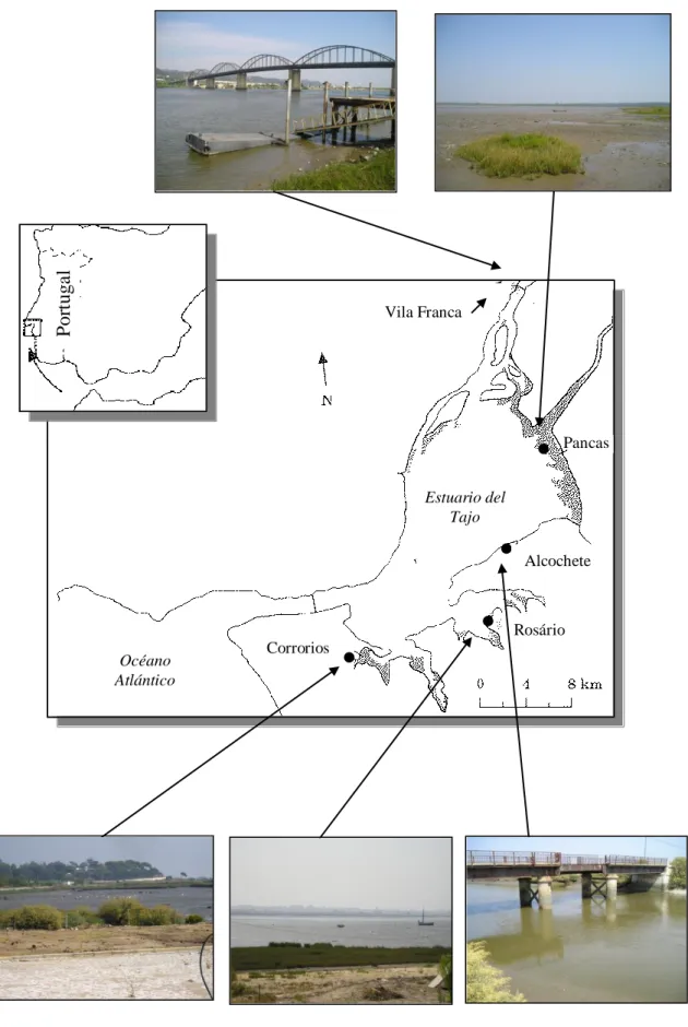 Figura 2.3.- Mapa del estuario del río Tajo (Lisboa, Portugal) y fotografías de las  estaciones de muestreo