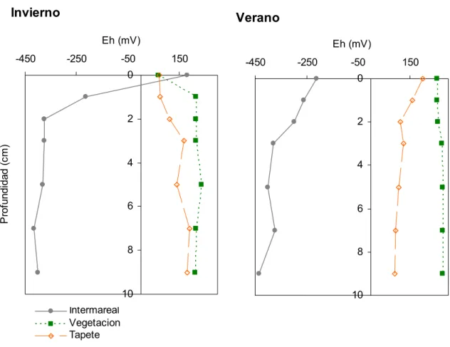 Figura 3.5.- Perfil del potencial redox (mV) en el sedimento intermareal y la marisma  (zona de vegetación y tapete) en invierno y verano