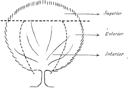 Fig. t. ^-Metodo de poda de la madera fina: La parte superior prcduce casi la mitad de la coseeha, qq por too del fruto mas selecto, y la interior, solamente