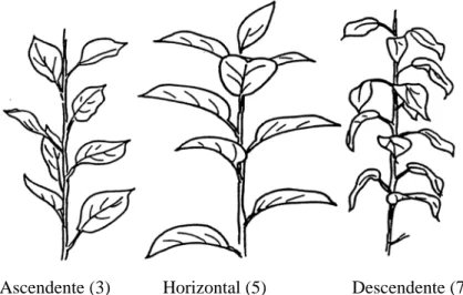 Figura 14.-Relaciones de las hojas respecto al brote según UPOV.  3.2.3.2.-Longitud (UPOV 12) y anchura del limbo (UPOV 13) 