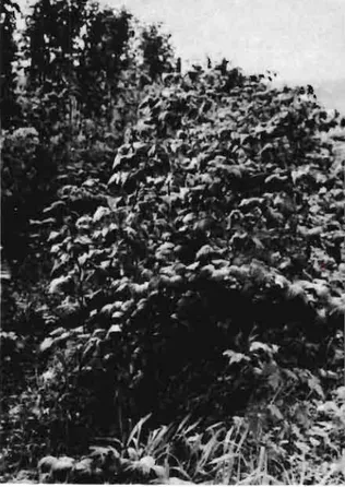 Fig. 6.-Aspecto de plantas sin entutorar al final del  pri-mer año de plantación. 