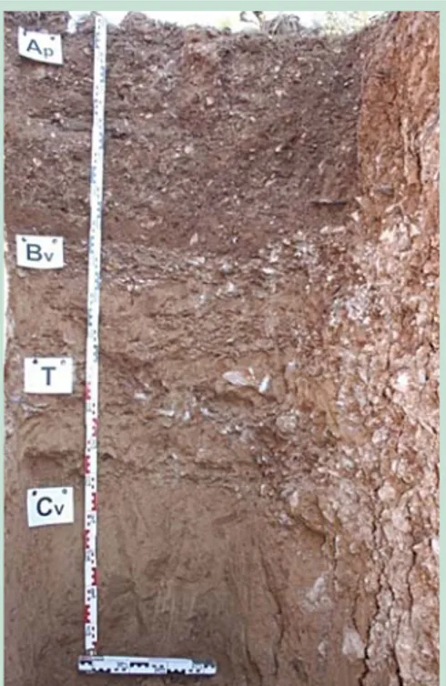 Fig. 4: Muestra de suelo suelto y bien estructurado (diagnóstico de la pala), Perfil de suelo de « Braunerde–Terra Fusca » (tierra marrón), con superposición de horizontes A/B-T/C.