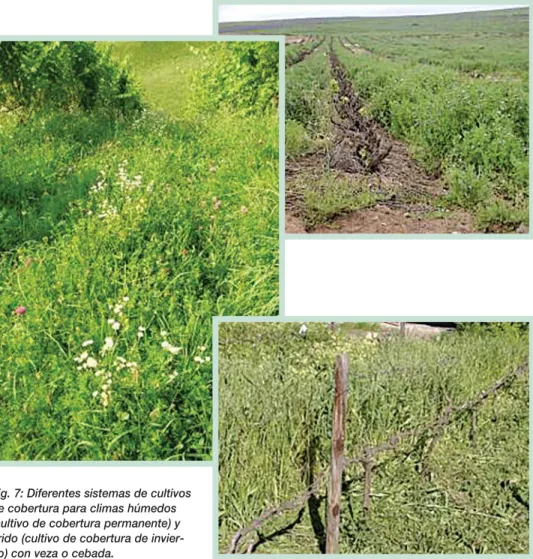Fig. 7: Diferentes sistemas de cultivos de cobertura para climas húmedos (cultivo de cobertura permanente) y árido (cultivo de cobertura de  invier-no) con veza o cebada.