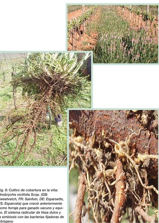 Fig. 8: Cultivo de cobertura en la viña: Onobrychis viciifolia Scop. (GB: