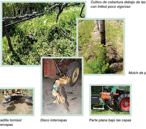 Fig. 9: Diferentes opciones biológicas y técnicas para el control de adventicias debajo de las cepas.Parte plana bajo las cepas