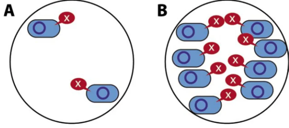 Figura  1.  Comunicación  bacteriana  dependiente  de  densidad  celular  (quorum  sensing)