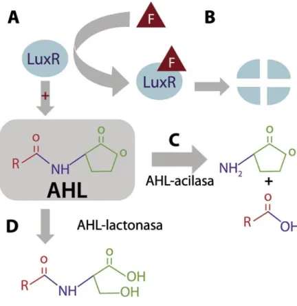 Figura 2. Interrupción de la comunicación bacteriana dependiente de densidad  celular  (quorum  sensing)