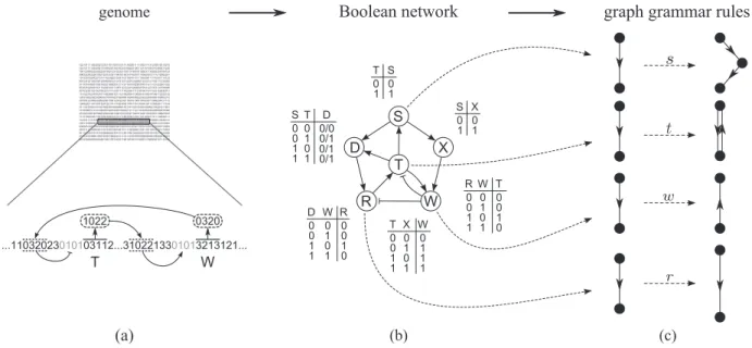 Figure 1: Morphogenetic model consisting on a derivation of a graph grammar regulated by a Boolean network encoded in a sequential genome