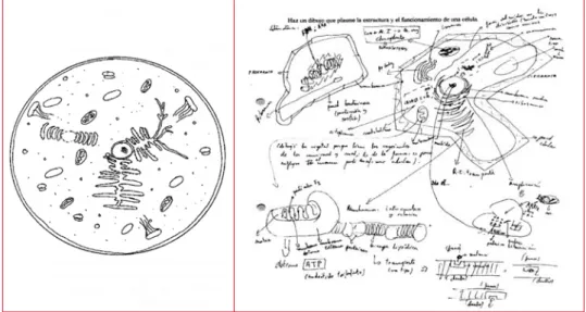 Figura 1. Dibujos elaborados por dos alumnos para representar su forma de entender la cé- cé-lula