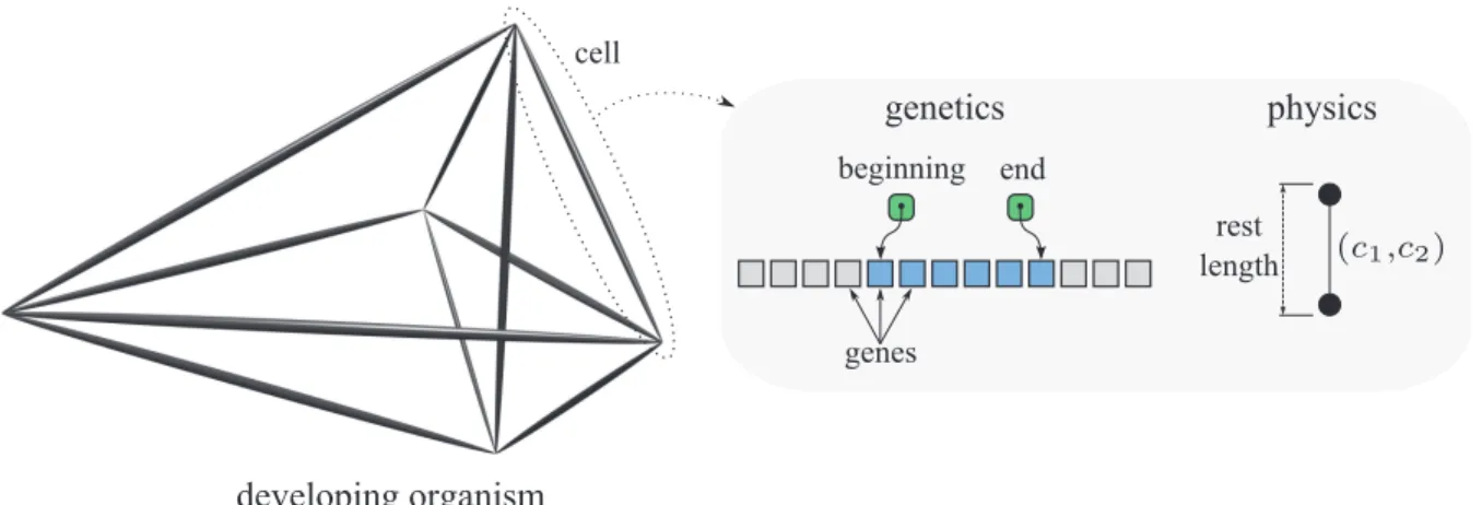 Figure 1: Diagram of a developing multicellular organism, representing the genetic (genome, and beginning and end of the cell domain) and physical (rest length, and connectivity properties c 1 and c 2 ) cellular information.