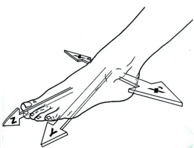 Figura 2: complejo articular tobillo y pie (b) (tomado de Kapandji, 1999)