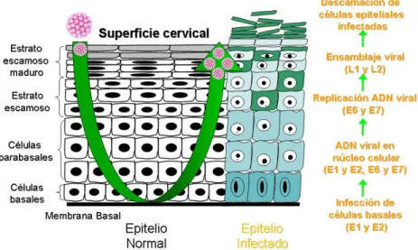 Fig 12. Mecanismos de transmisión y replicación viral  