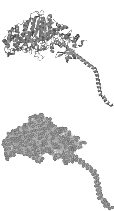 Figure 1: Elastic network model of myosin. In this picture, an elastic network model of a single molecule of myosin is  represen-ted (below), where each aminoacid is replaced by a vertex (with a diameter of 3.8 Å), and vertices are connected if they are wi