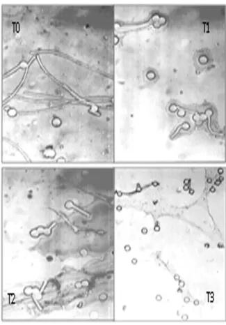 Figure 4. Exemple de germination du pollen sous stress salin chez l’écotype Cil 56. Example of pollen  germination under sat stress in the ecotype Cil 56.