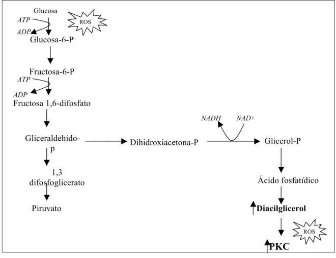 Figura 1.4. Vía del diacilglicerol-proteincinasa C 