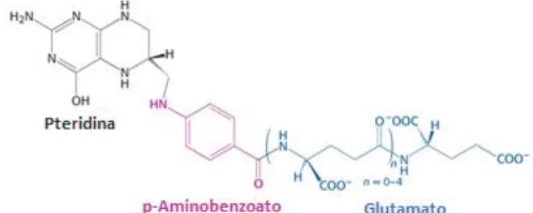 Figura 4: Estructura del ácido fólico. 
