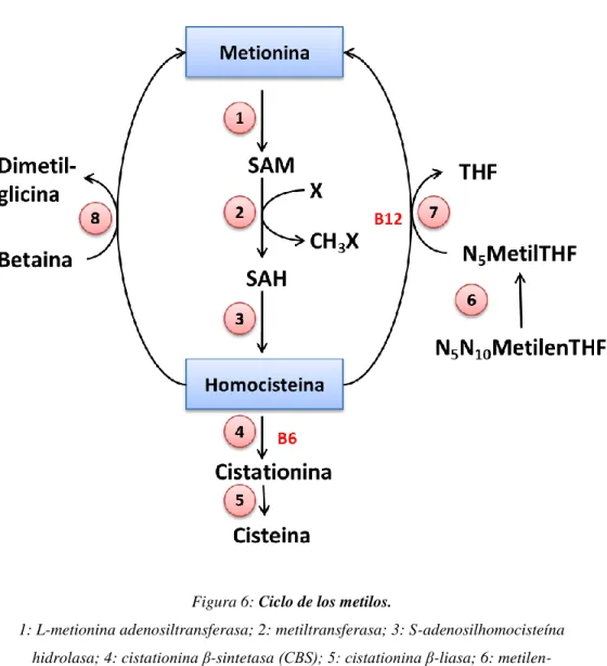 Figura 6: Ciclo de los metilos. 