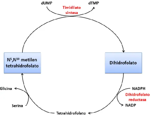 Figura 8: Regulación de la síntesis de desoxitimidilato por medio de la  timidilatosintetasa y la dihidrofolatoreductasa