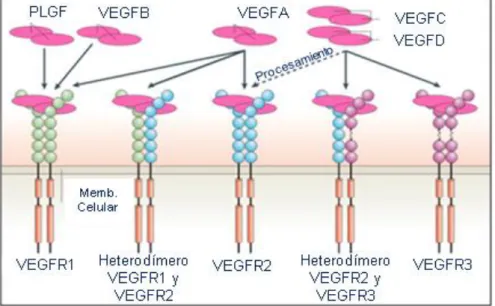 Figura 10. Receptores de los factores de crecimiento del endotelio vascular. Los factores  de crecimiento del endotelio vascular de mamíferos (VEGFs) se unen a receptores tipo tirosín  quinasa  (VEGF-Rs)  que  se  ensamblan  como  dímeros  permitiendo  la 