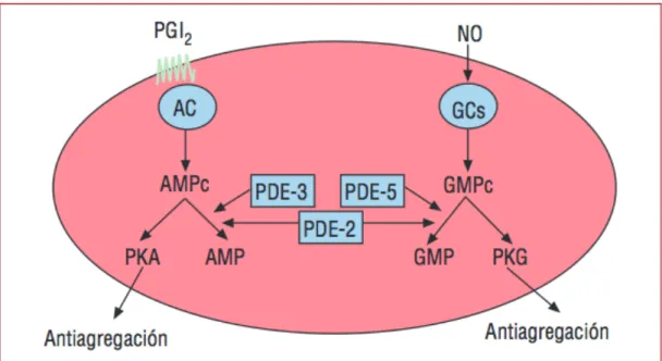 Figura  6.  Activación  de  la  formación  de  AMPc  y  GMPc  en  la  plaqueta  por  prostaciclina  (PGI 2 )  y  óxido  nítrico  (NO),  respectivamente