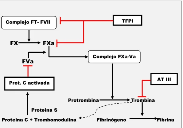 Figura 6: Regulación de la coagulación. 