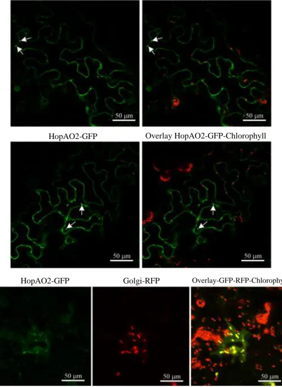 Figure  5.  Subcellular  localization  of  HopAO1  and  HopAO2  in  Nicotiana  benthamiana  leaves