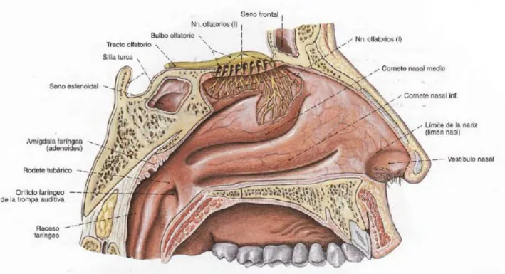 Fig. 1: fosas nasales y senos paranasales 2 . 