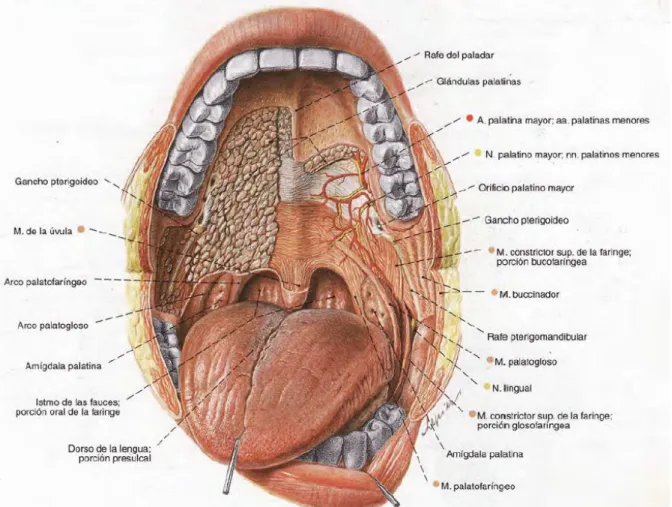 Fig 4: visión anterior de la cavidad oral  2 