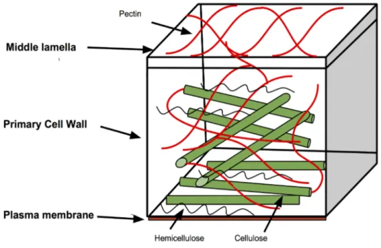 Figure 3. An outline of the plant cell wall.