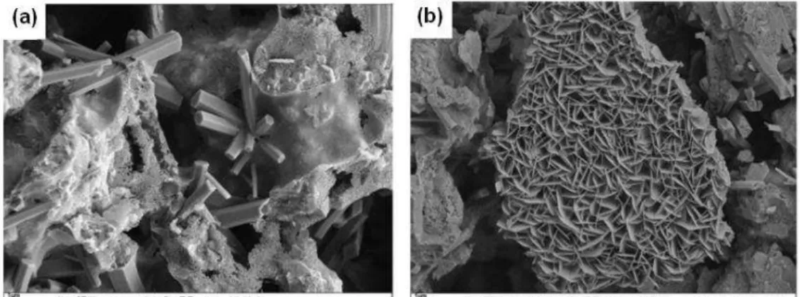 Figure 1.6. Cryo-SEM photographs of BCSAF cement pastes after 4 h of hydration for  (a) 20 wt % of gypsum and (b) 5 wt % of gypsum (Cuberos et al., 2010)